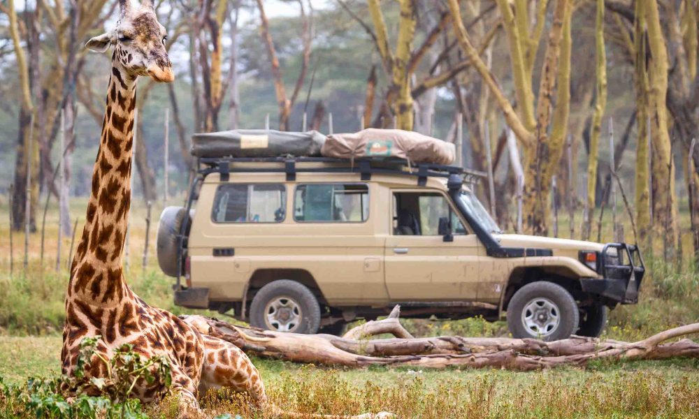 safari